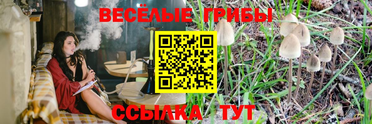 Псилоцибиновые грибы Cubensis Берёзовский